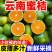 橘子新鲜云南蜜桔一件代发现摘青皮蜜橘无籽柑橘酸甜桔子