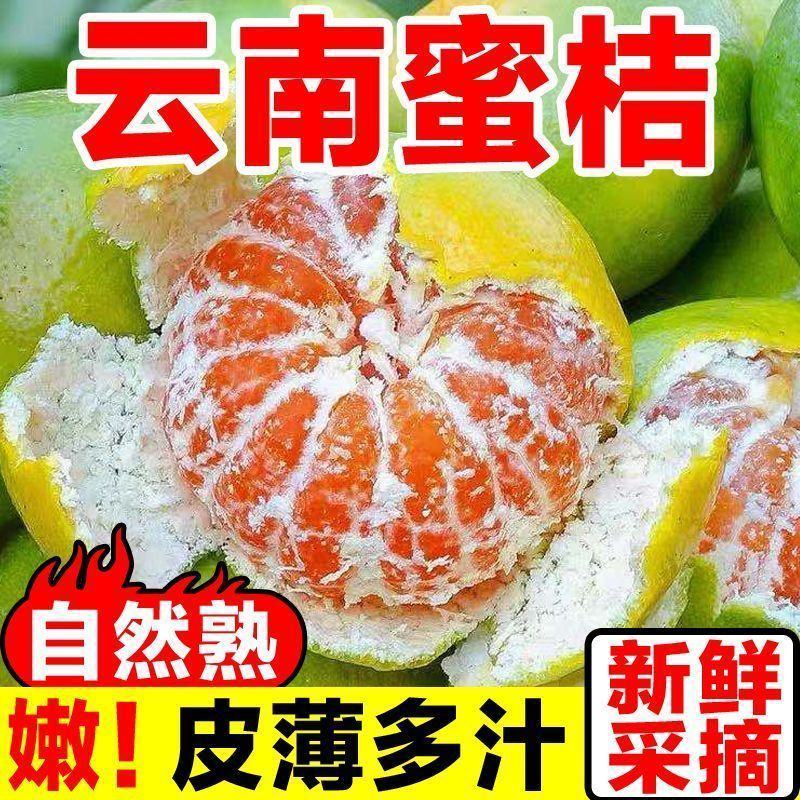橘子新鲜云南蜜桔一件代发现摘青皮蜜橘无籽柑橘酸甜桔子