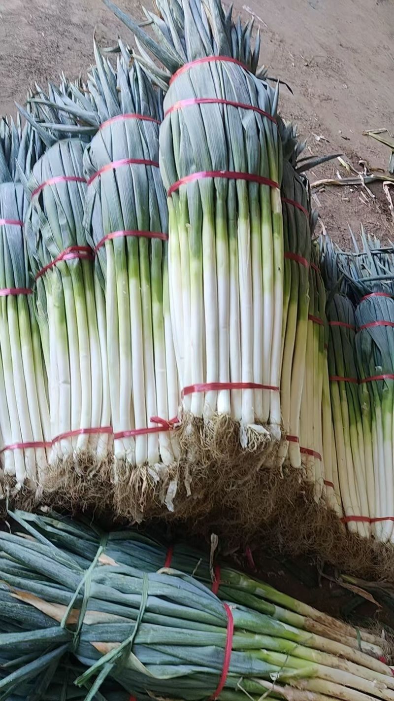 精品大葱批发