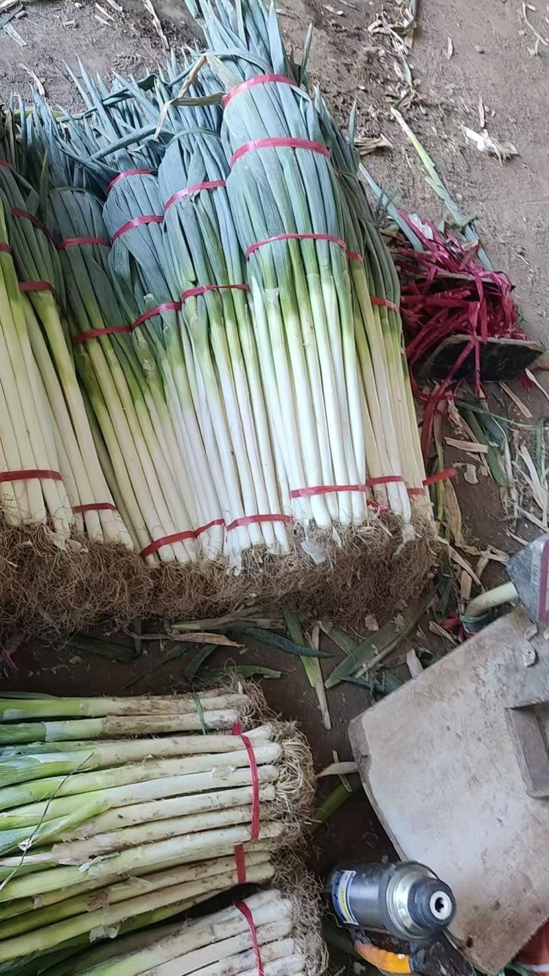 精品大葱批发