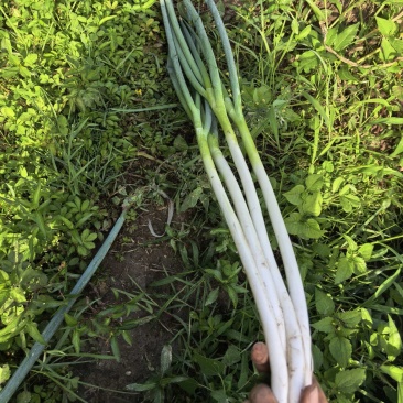 西昌冕宁长白大葱，钢葱，