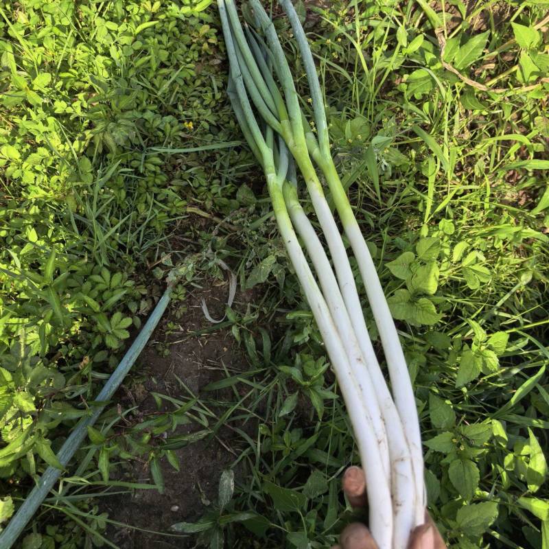 西昌冕宁长白大葱，钢葱，