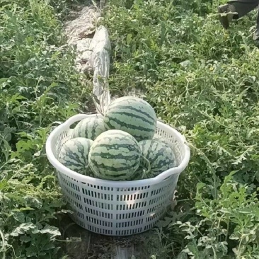 河北西瓜美都麒麟，河北麒麟阳原麒麟蔚县西瓜，张家口西瓜