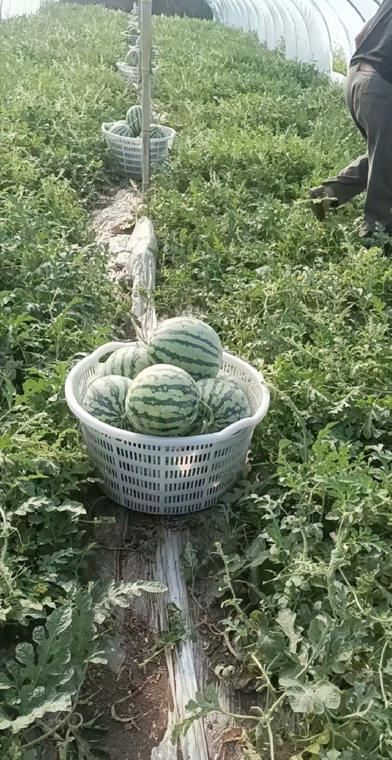 河北西瓜清园美都麒麟西瓜基地直供量大从优欢迎联系