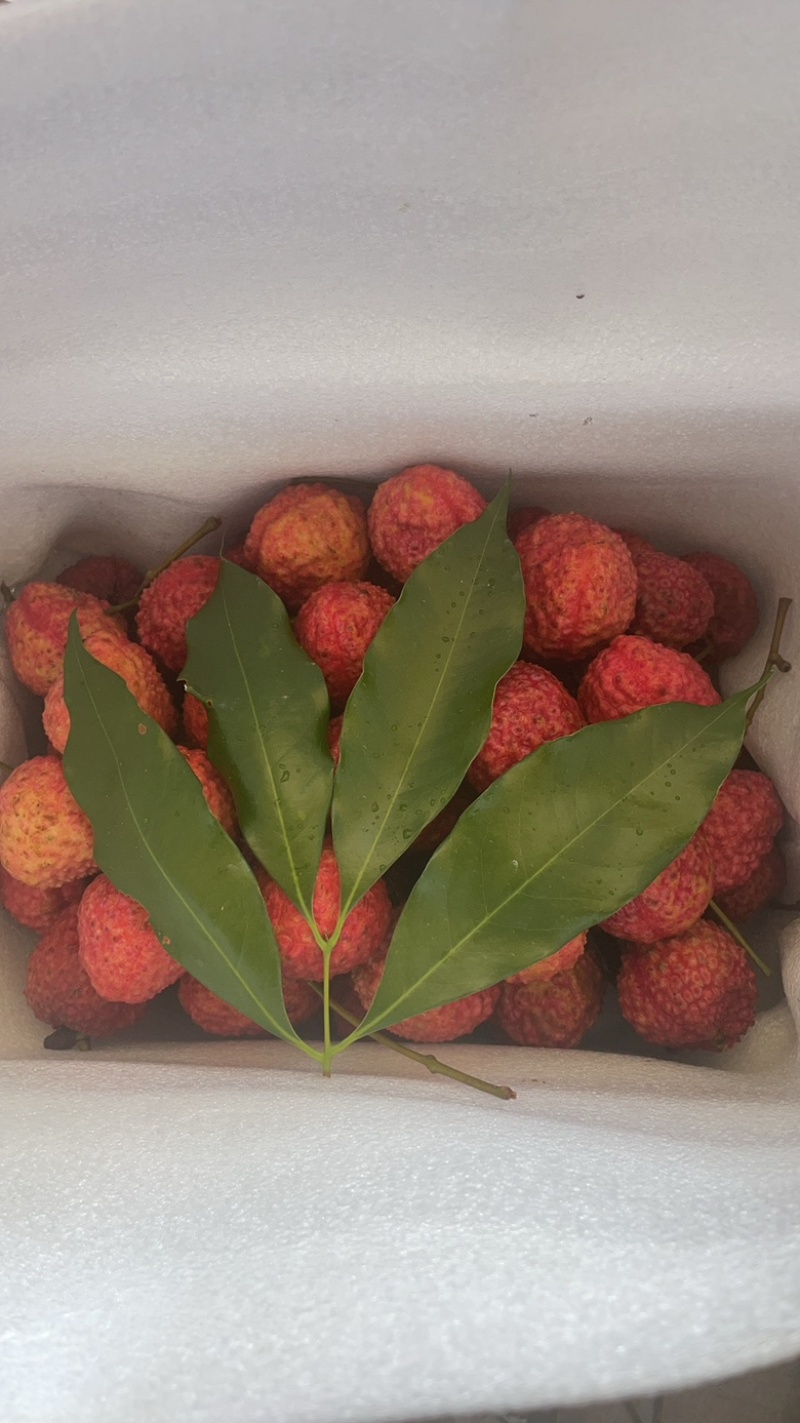招代理，福建精品蜜丁香荔枝，肉厚核小，香甜多汁