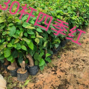 70多个三角梅品种小袋苗，苗老根壮，欢迎月