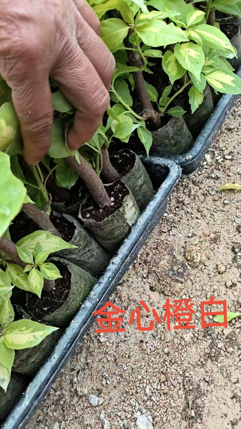 70多个三角梅品种小袋苗，苗老根壮，欢迎月