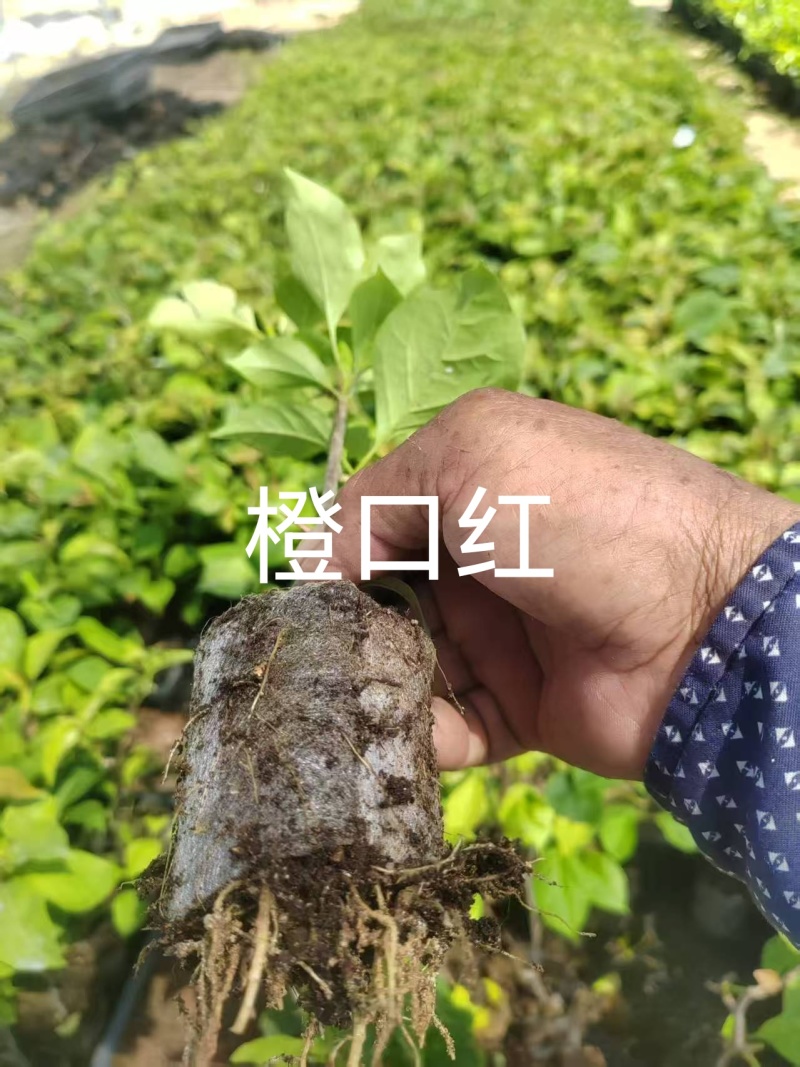 70多个三角梅品种小袋苗，苗老根壮，欢迎月