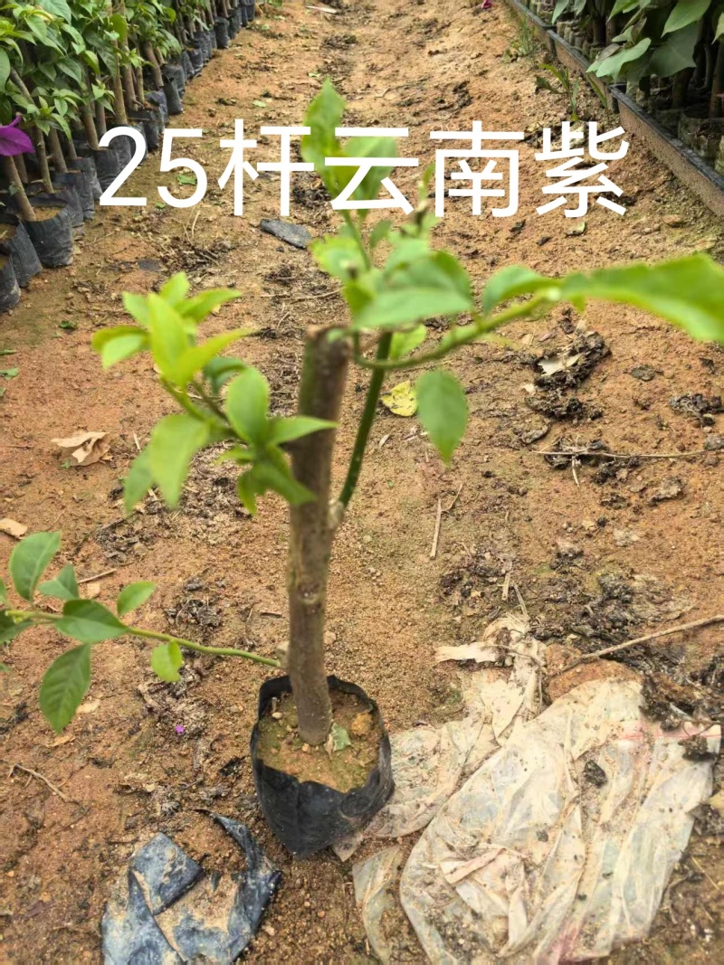 70多个三角梅品种小袋苗，苗老根壮，欢迎月