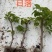 70多个三角梅品种小袋苗，苗老根壮，欢迎月