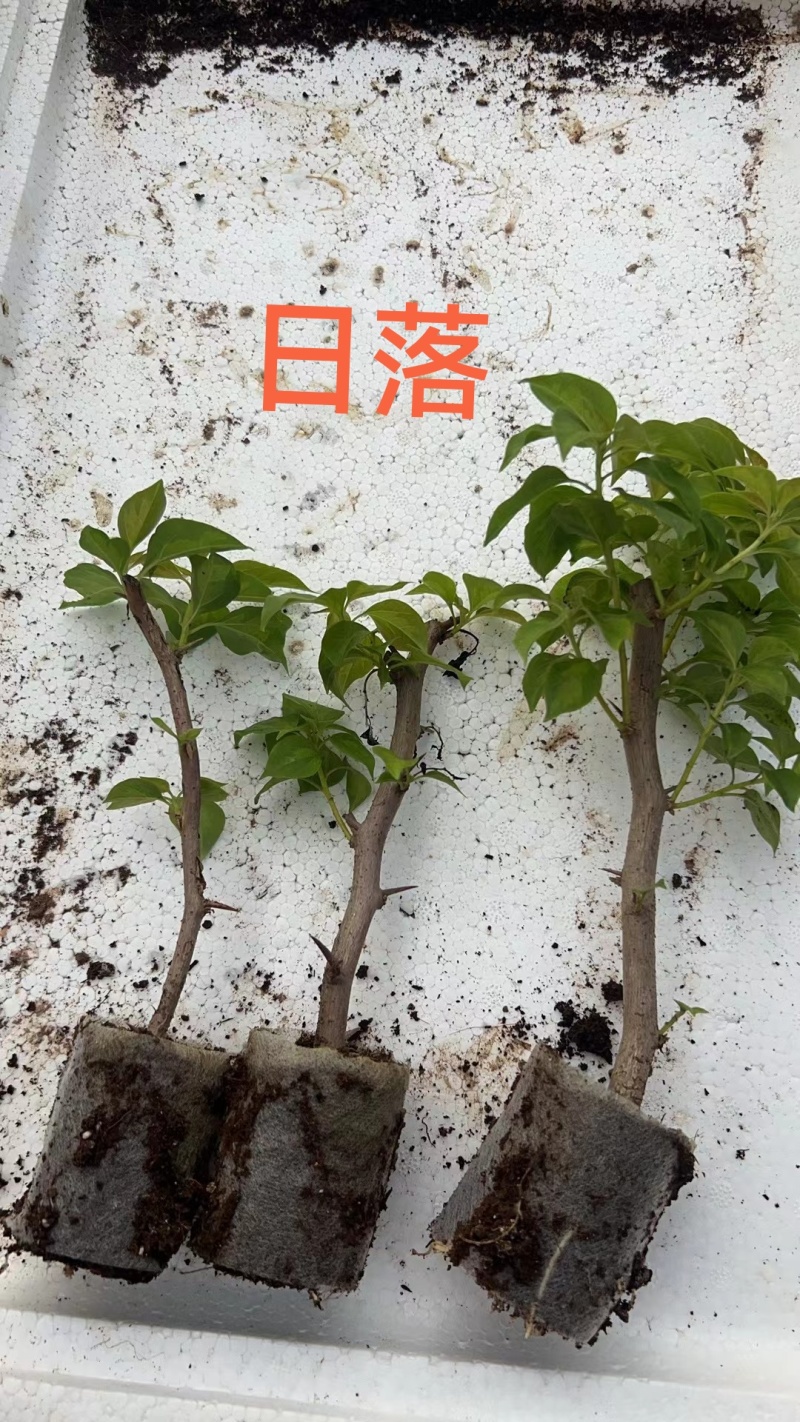 70多个三角梅品种小袋苗，苗老根壮，欢迎月