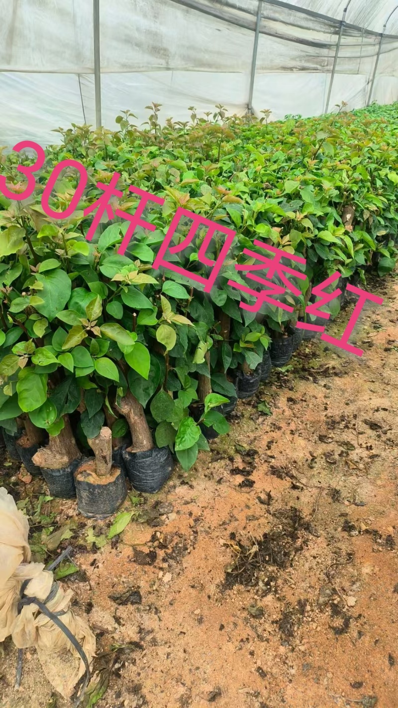70多个三角梅品种小袋苗，苗老根壮，欢迎月
