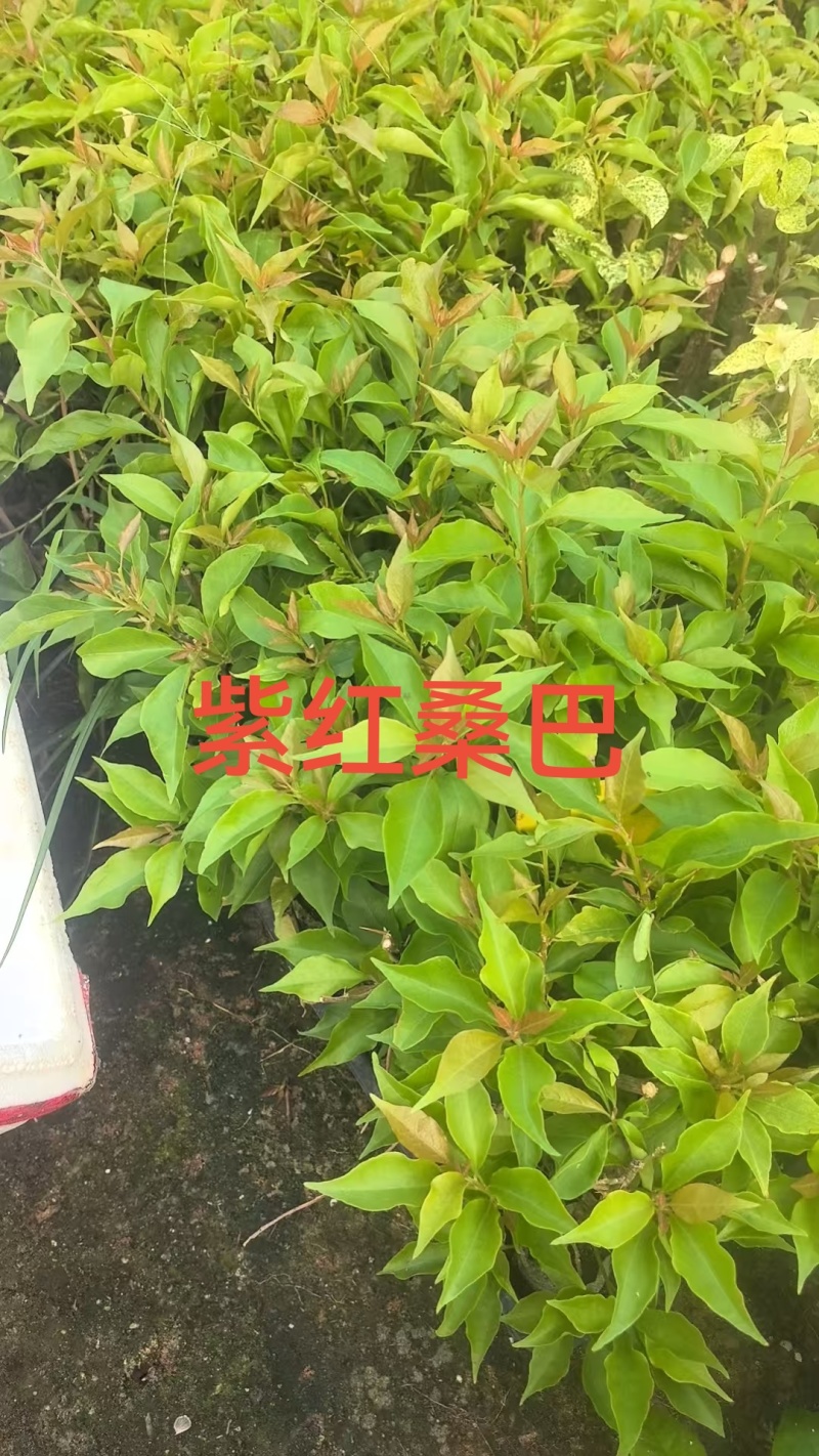 70多个三角梅品种小袋苗，苗老根壮，欢迎月
