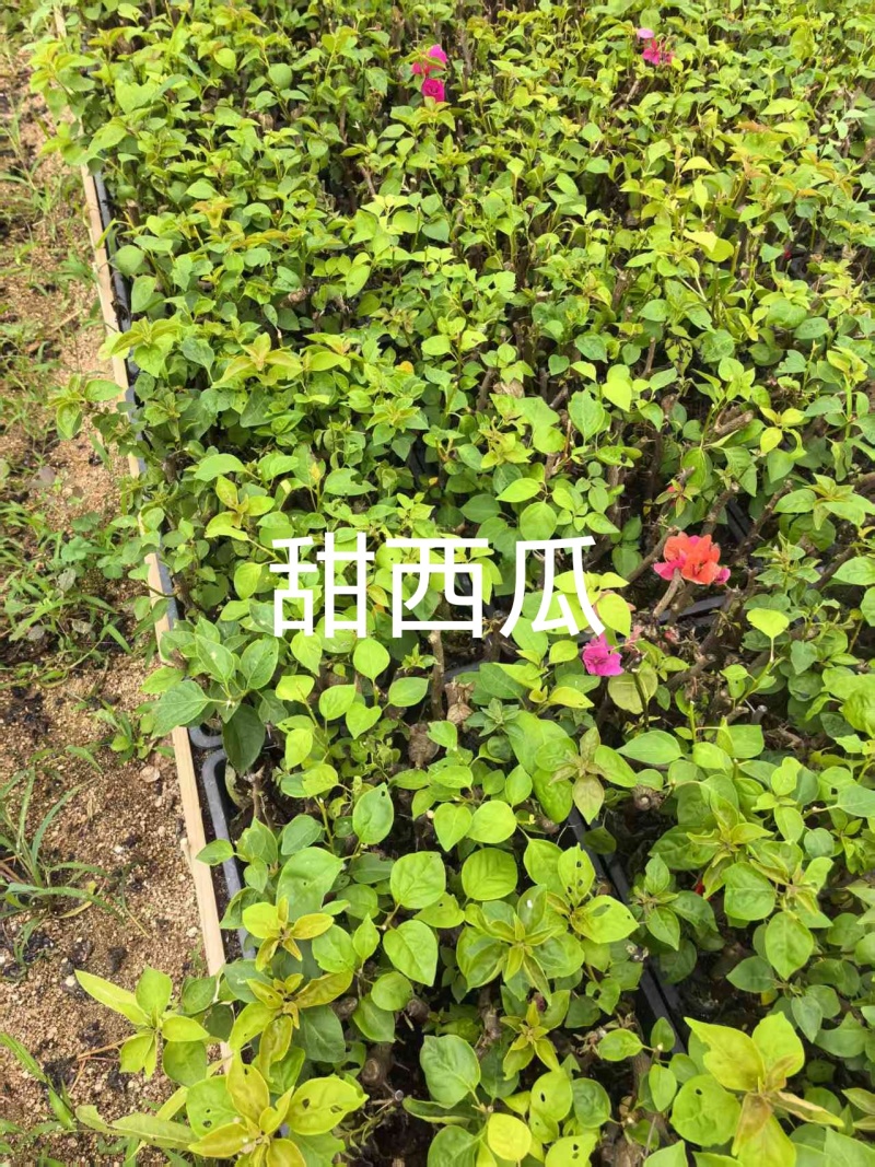 70多个三角梅品种小袋苗，苗老根壮，欢迎月