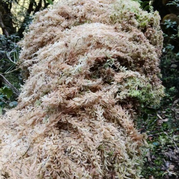 野生水苔