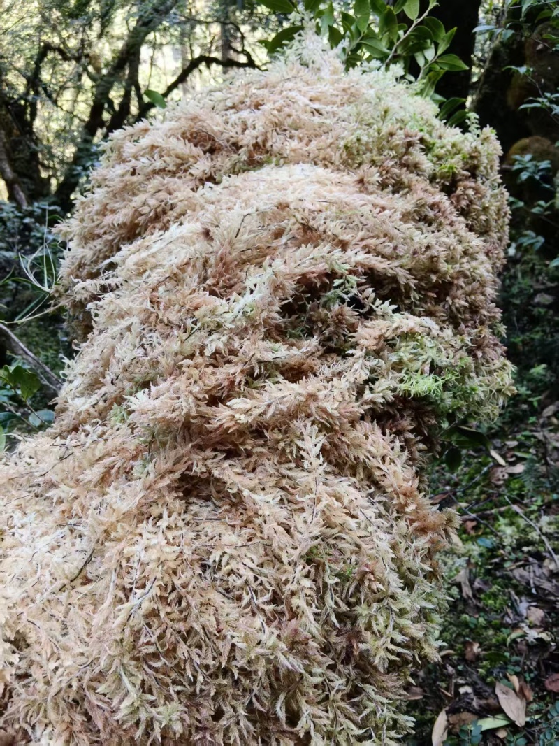 野生水苔