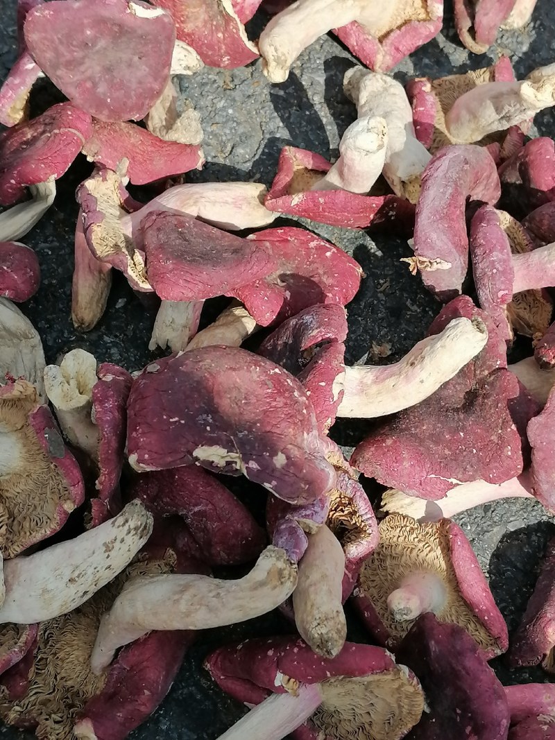 红香菌（本地特产野生红香菌。营养丰富是**补品）