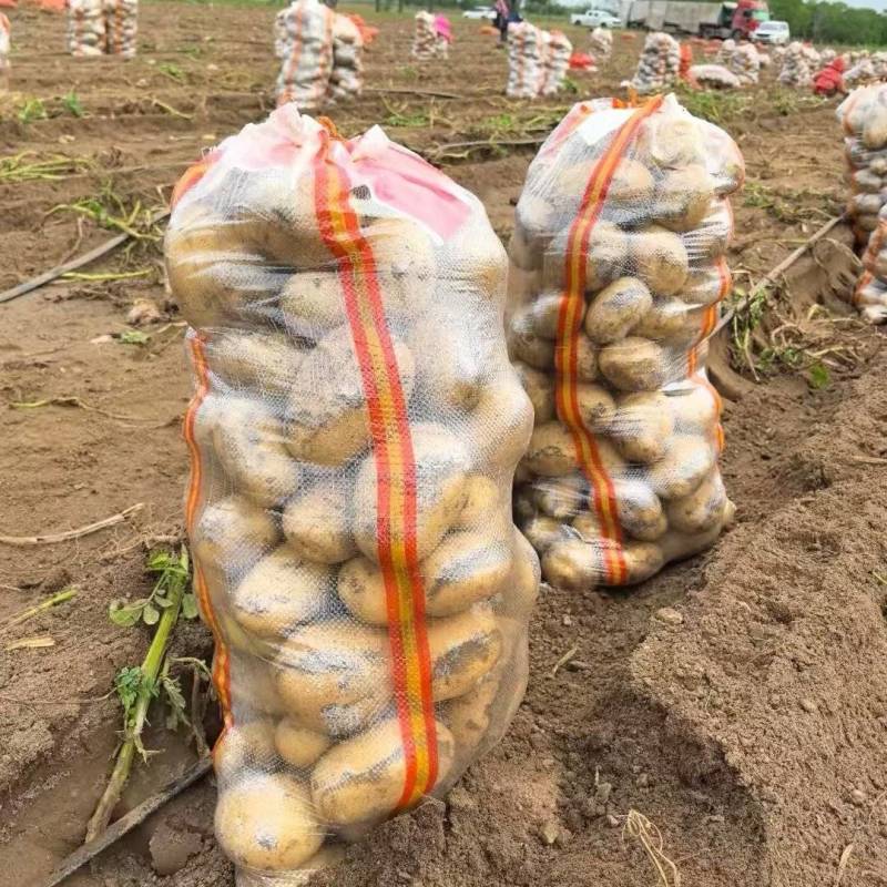 土豆陕西省榆林市定边县白泥井洋芋沃土希森v7