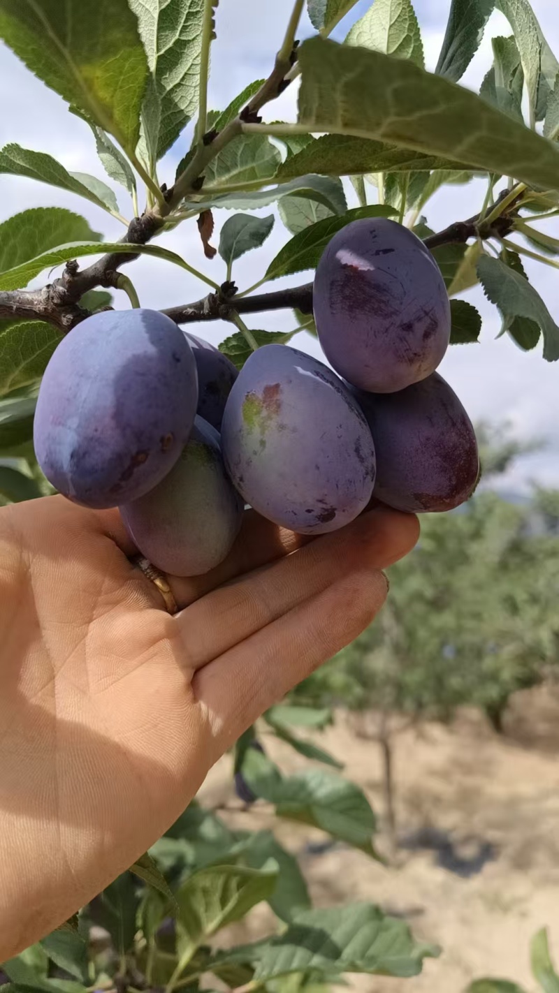 甘肃天水西梅一件代发对接电商，抖音