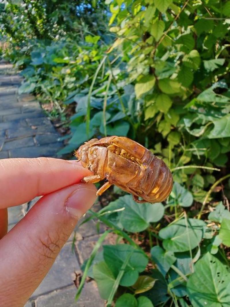 享受优质服务蝉蜕规格齐全超高性价比24小时在线