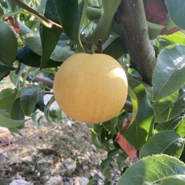 圆黄梨七两起步头茬大果