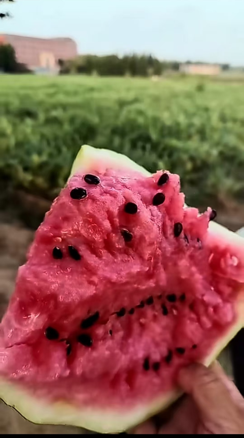 冰糖脆西瓜