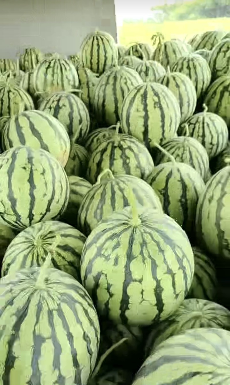 冰糖脆西瓜