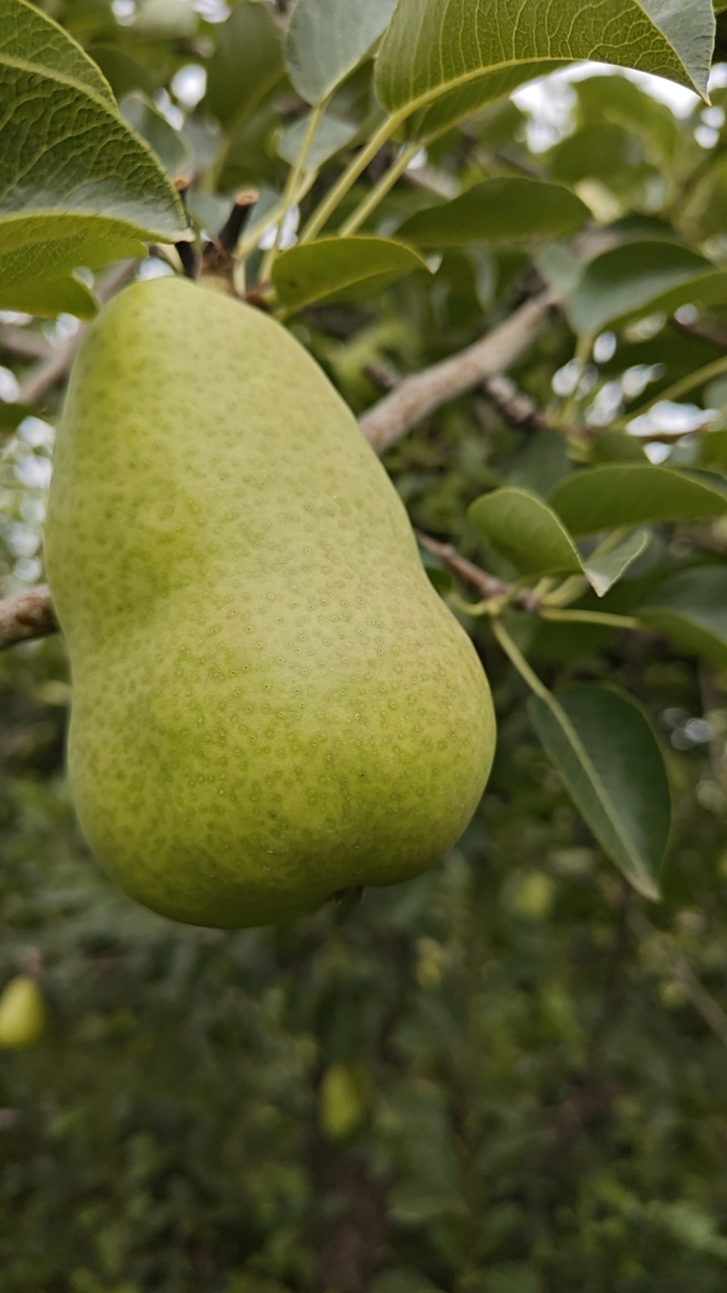 三季梨