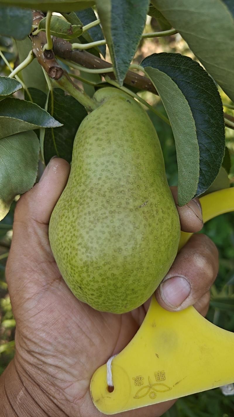 三季梨
