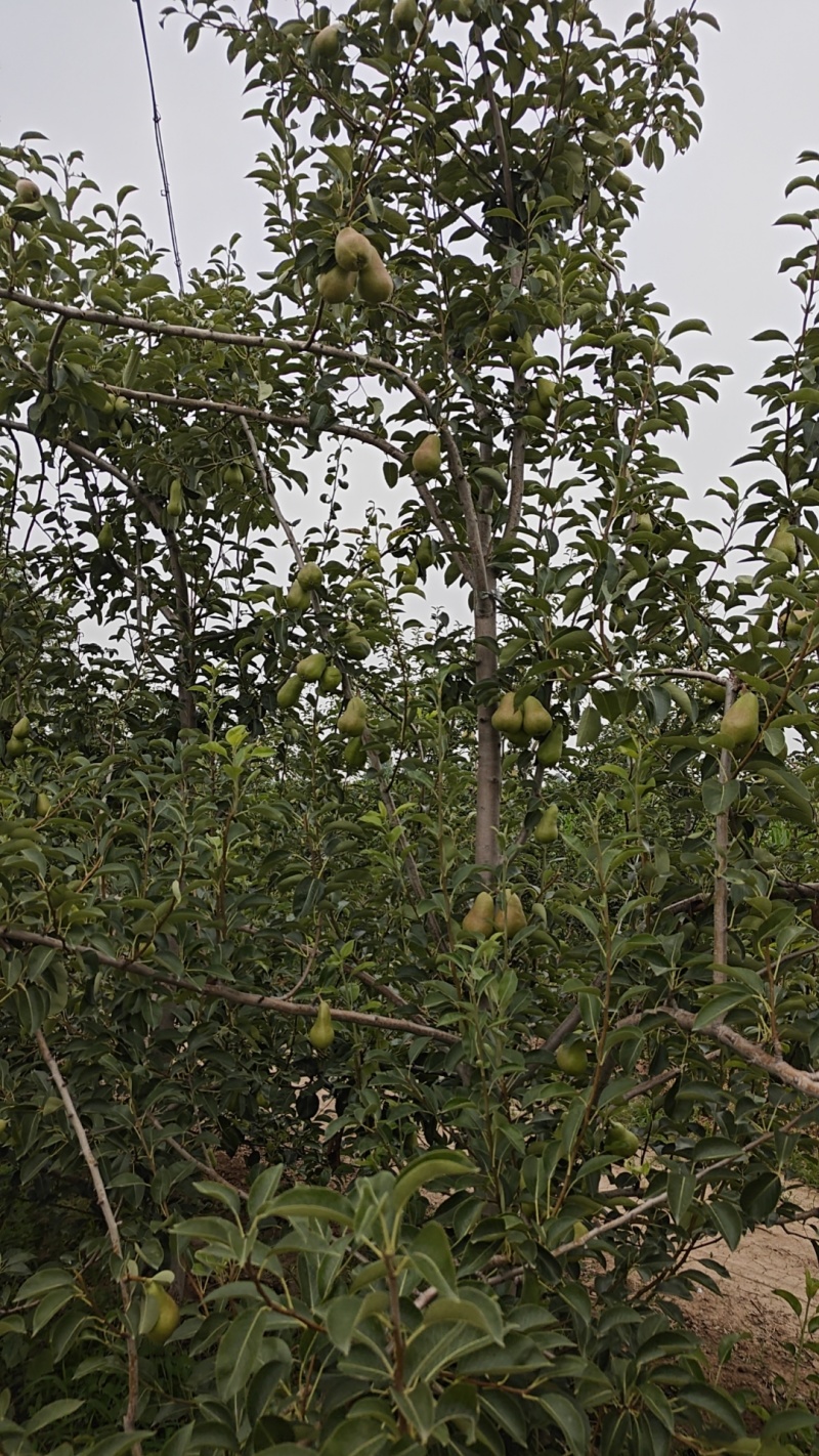 三季梨