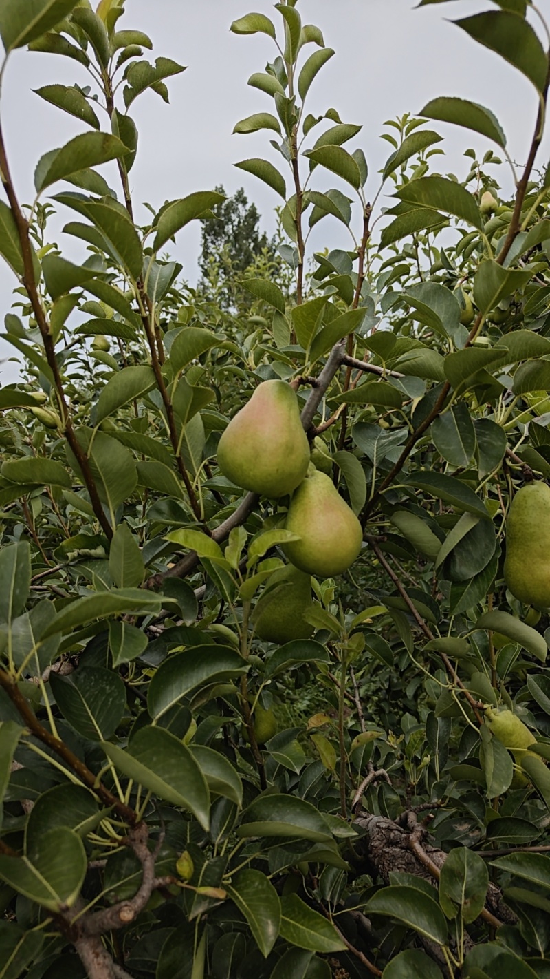 三季梨