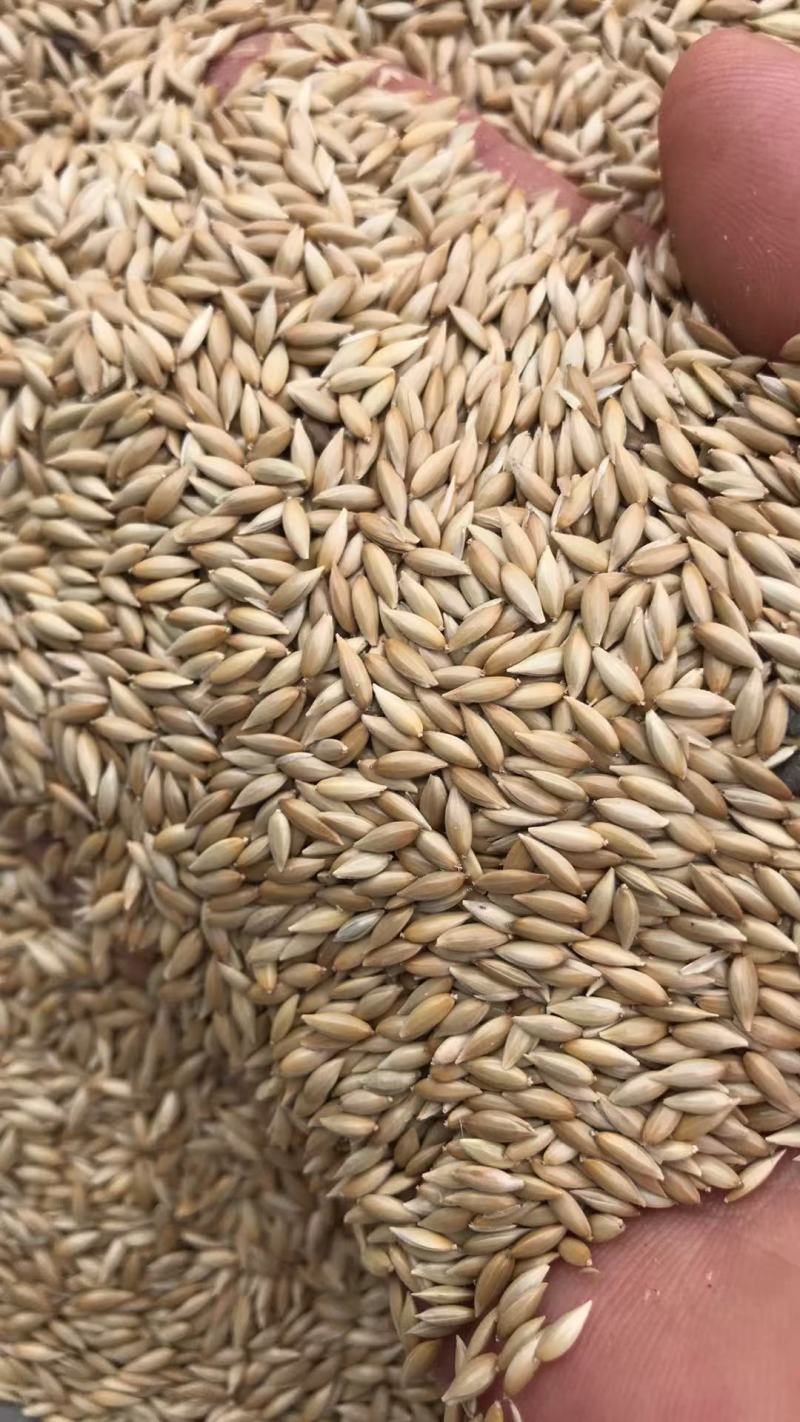 鸟粮磨面金丝雀籽白尖加纳