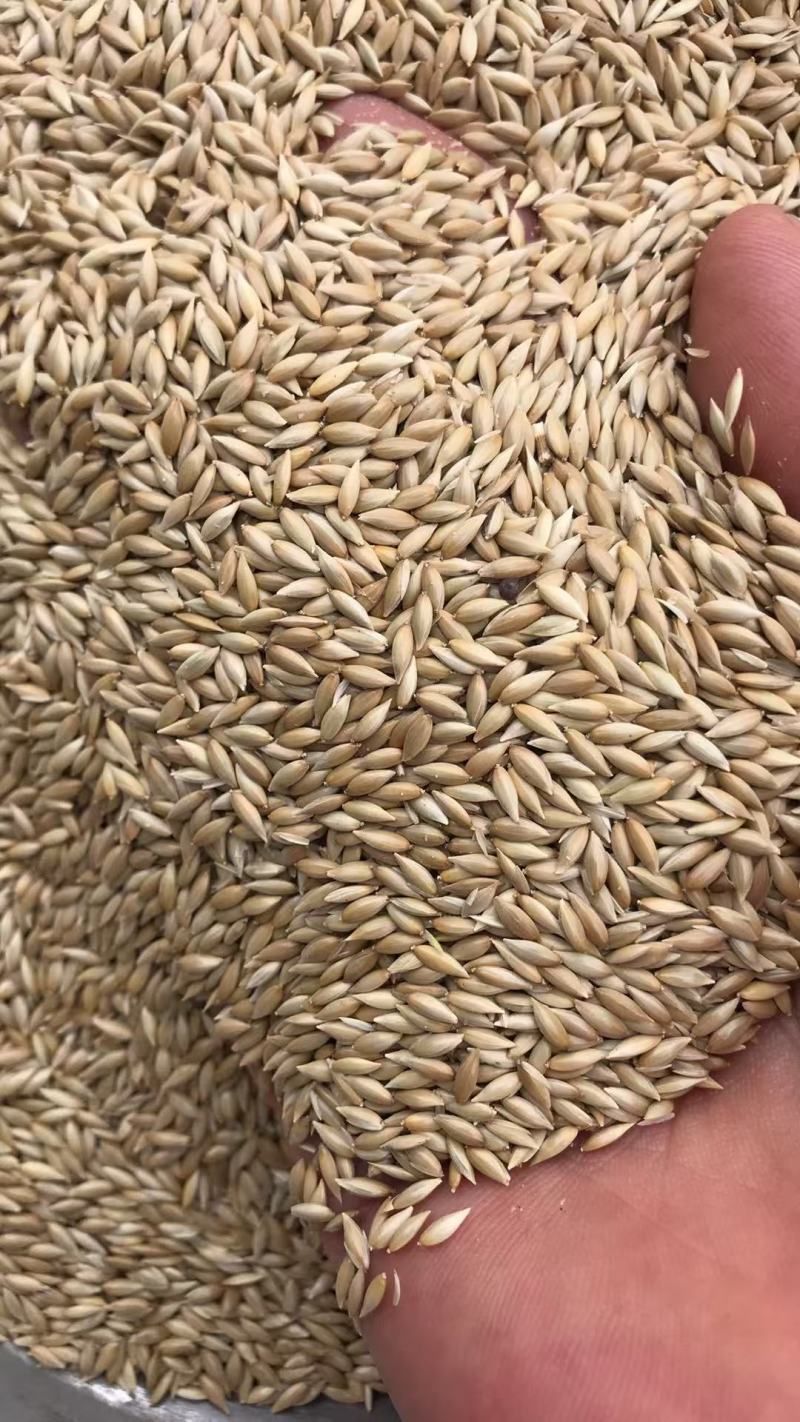 鸟粮磨面金丝雀籽白尖加纳