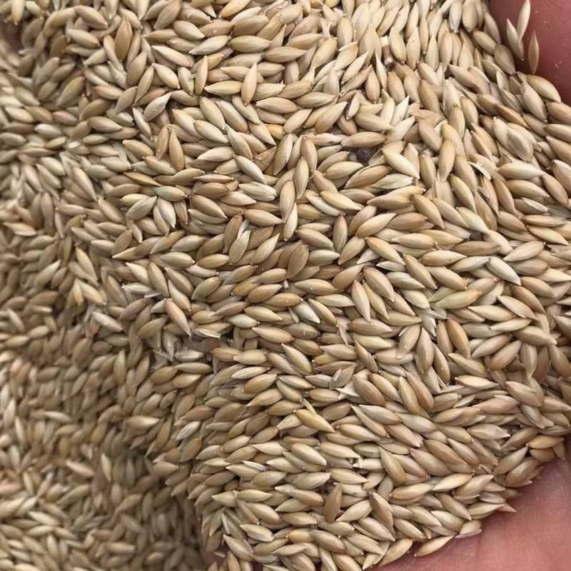 鸟粮磨面金丝雀籽白尖加纳