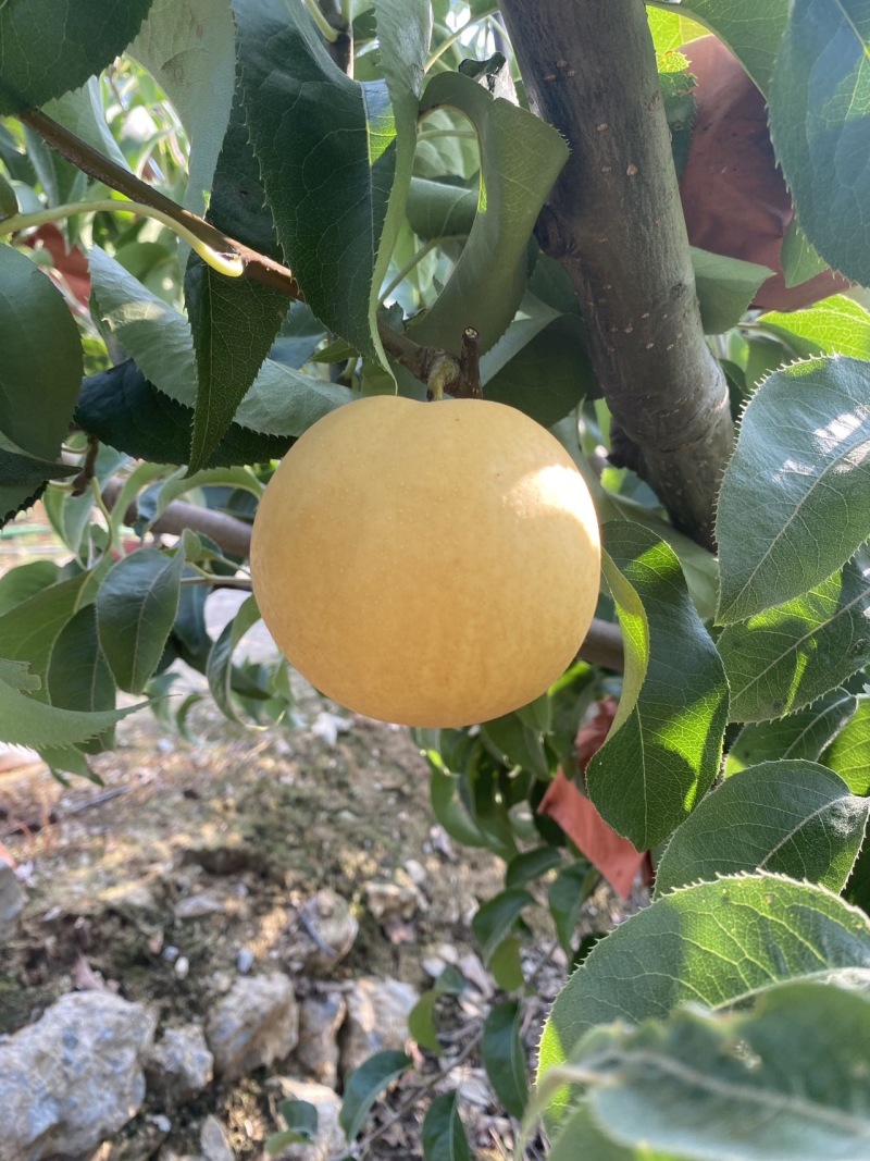 汉中汉中丰水梨黄金梨大量上市头茬大果八两起步