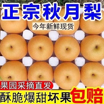 ￼圆黄梨秋月梨囗感脆甜保证质量一件代发批发商超