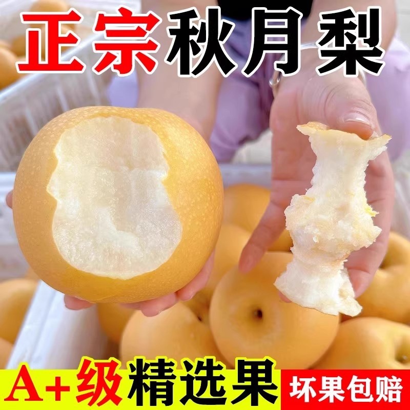 ￼圆黄梨秋月梨囗感脆甜保证质量一件代发批发商超