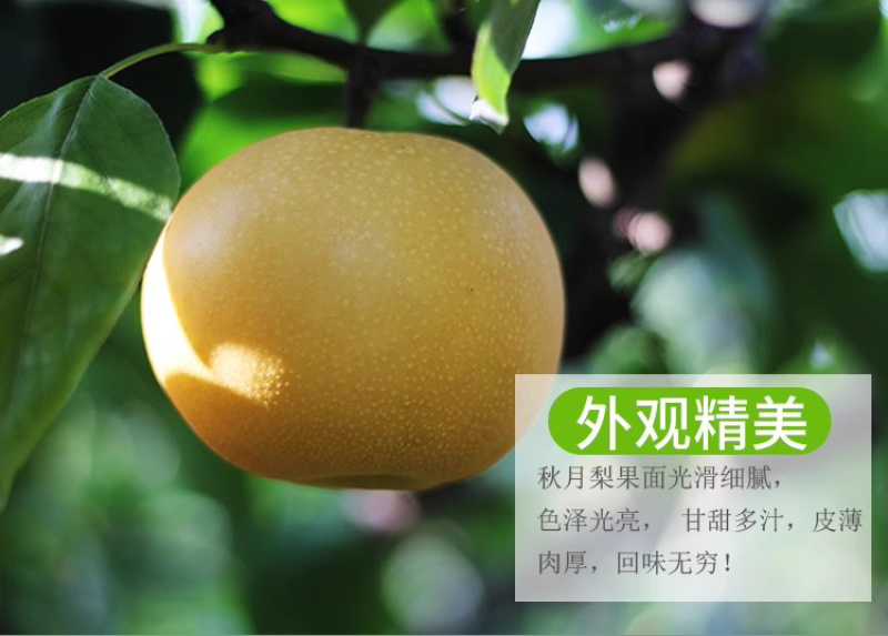 ￼圆黄梨秋月梨囗感脆甜保证质量一件代发批发商超