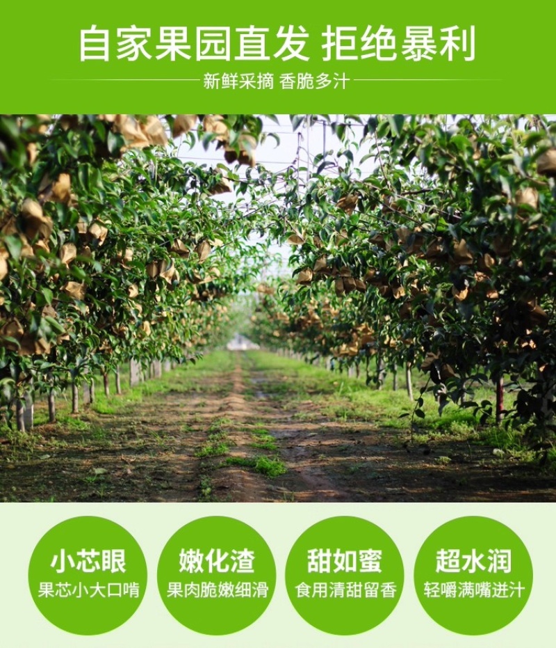 ￼圆黄梨秋月梨囗感脆甜保证质量一件代发批发商超