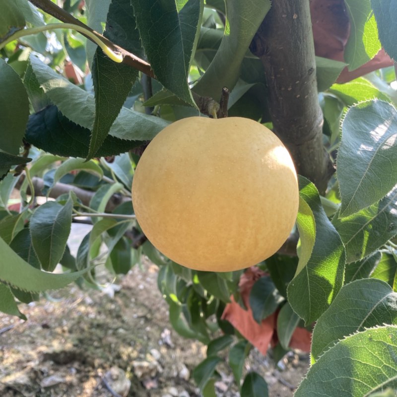 陕西汉中丰水梨黄金梨头茬大果大量上市