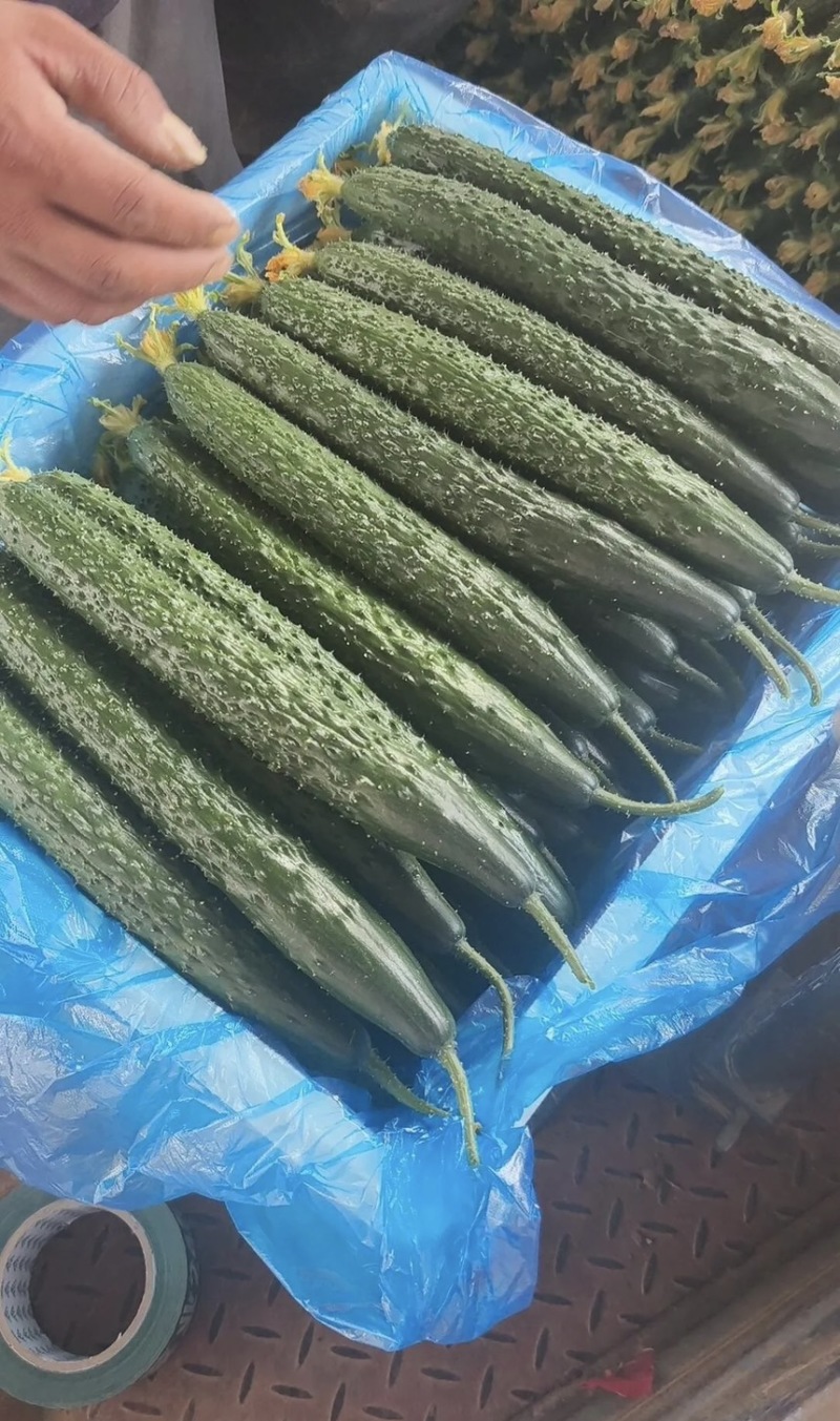 【荐】山东密刺黄瓜青瓜精品长条顶花带刺发油发亮大量供应