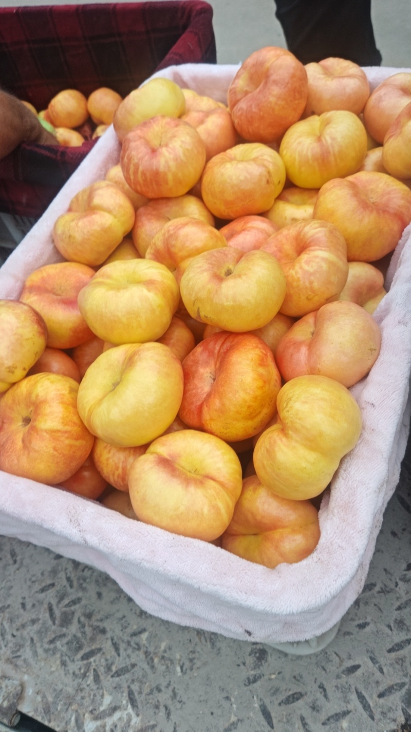 油蟠桃各个品种大量有货，山地甜度15，颜色