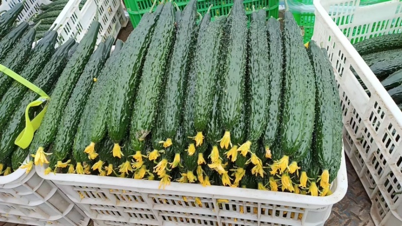 【荐】山东密刺黄瓜青瓜精品长条顶花带刺发油发亮大量供应