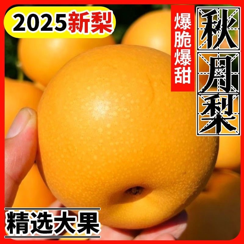 ￼圆黄梨砀山果园直发秋月梨按需包装一件代发批发商超