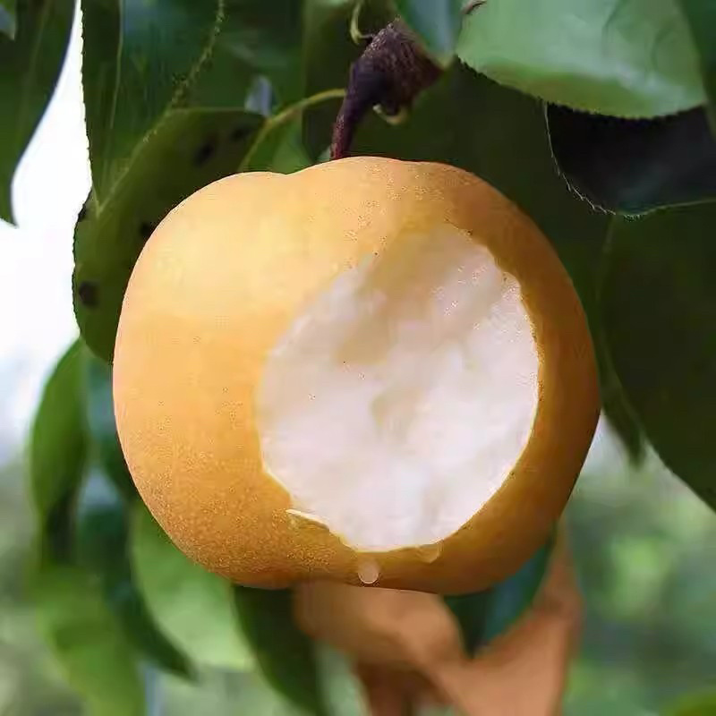 ￼圆黄梨砀山果园直发秋月梨按需包装一件代发批发商超