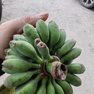 百色芒果，台农，桂七