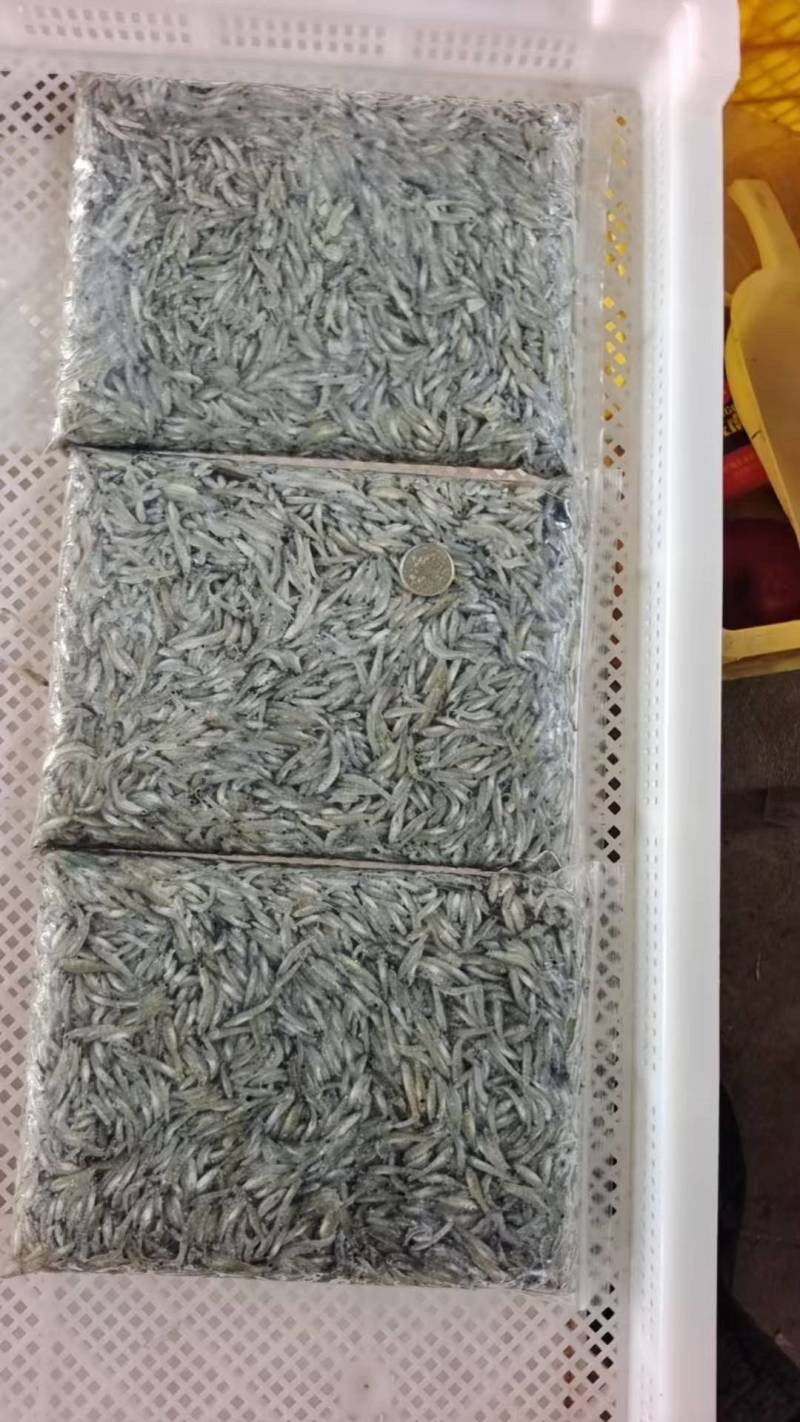 小黄鱼