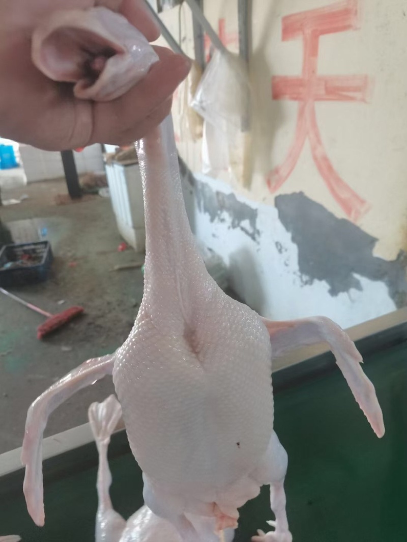 雁鹅，白条鹅白条雁鹅，一件，电商，支持一件代发