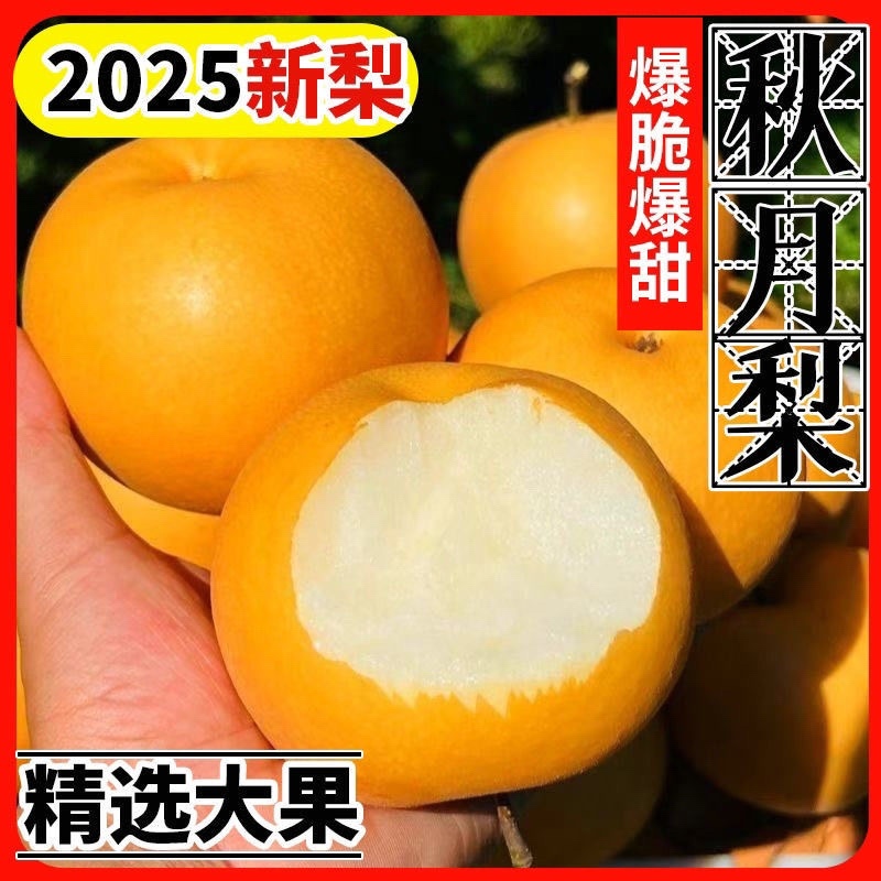 ￼圆黄梨秋月梨脆甜果园直发保证质量一件代发商超批发