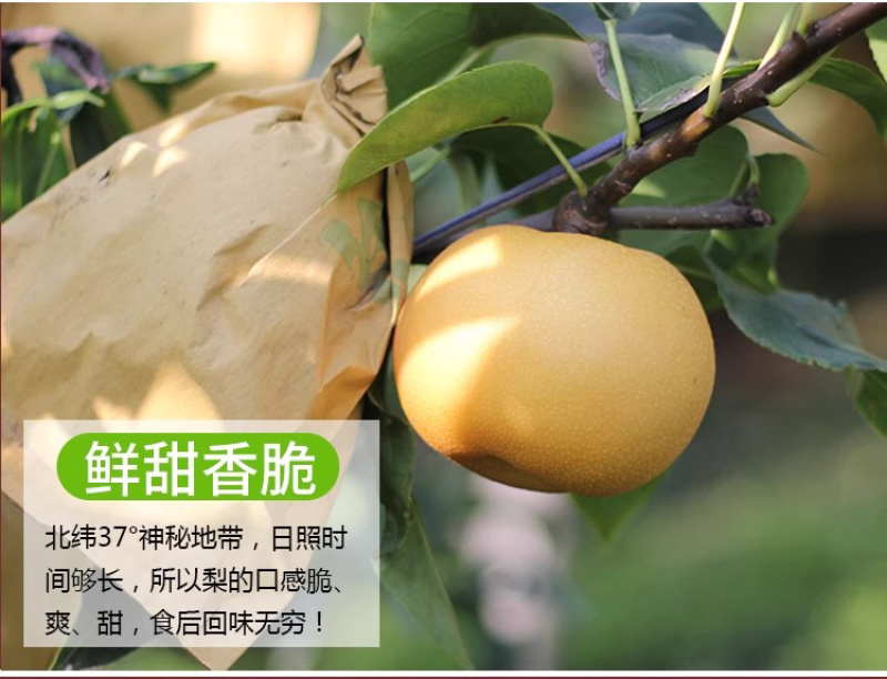￼圆黄梨秋月梨脆甜果园直发保证质量一件代发商超批发